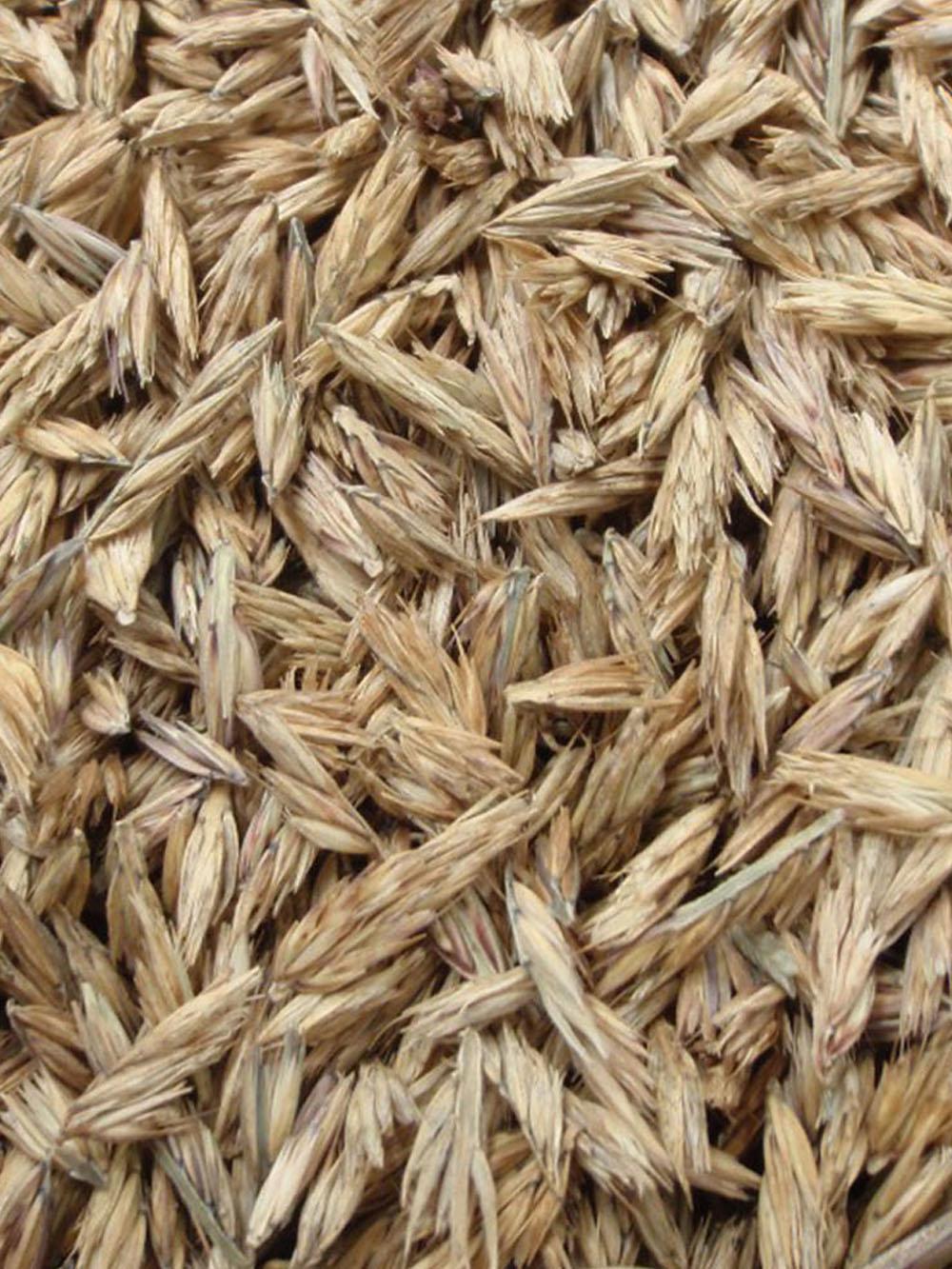 Sideoats Grama